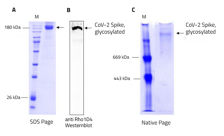 SPIKE protein in DIBMA nanodisc
